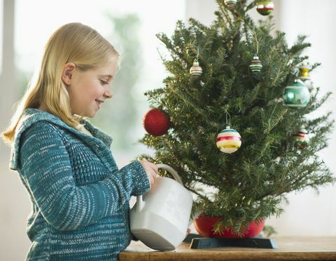 Albero di Natale d'innaffiatura