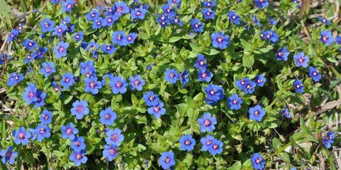 il bellissimo fiore di anagallis arvensis in giardino