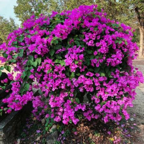 Bougainvillea 'Nuovo Fiume'