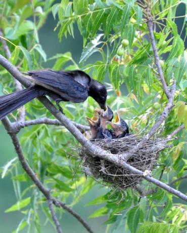uccelli che si nutrono nell'albero