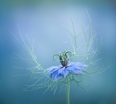 concorso fotografico rhs 2021