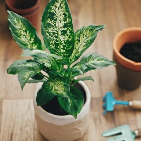 pianta di rinvaso concetto dieffenbachia pianta in vaso con nuovo terreno in un nuovo vaso moderno e attrezzi da giardinaggio eleganti e vecchi vasi di terracotta sul pavimento di legno