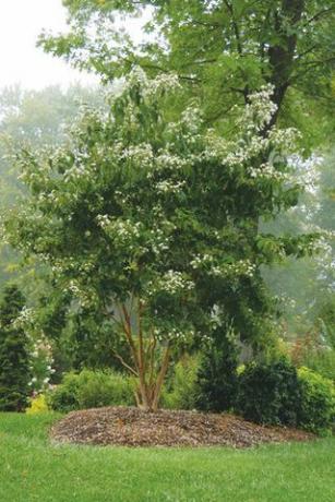 Eptacodium 'Seven Son'