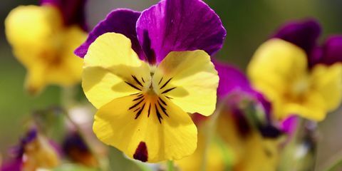 piante da aiuola, viole del pensiero