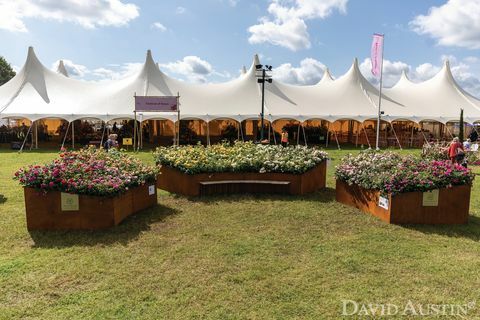 david austin, installazione arcobaleno di rose, mostra floreale del palazzo di rhs hampton court, luglio 2021