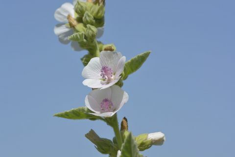 Pianta della malva palustre - cielo blu