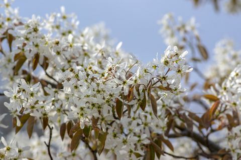 Amelanchier Lamarckii arbusto a fiore deciduo, gruppo di fiori bianchi su rami in fiore, cultivar di mespilus innevato