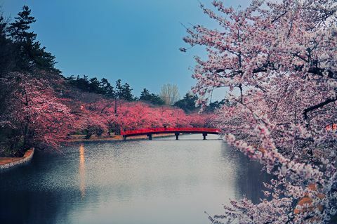 Parco dei ciliegi in fiore