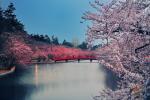 Gli alberi in fiore di ciliegio in Giappone fioriscono con 6 mesi di anticipo