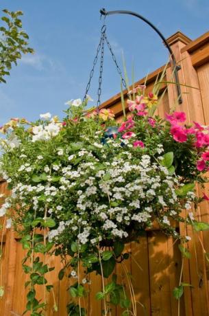 Un cesto colorato appeso pieno di petunie, bacopa e altre piante nel cortile.