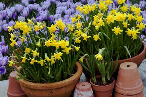 Contenitori di terracotta pieni di narcisi nani (Narcissus 'tete-a-tete') con Crocus 'pickwick', marzo