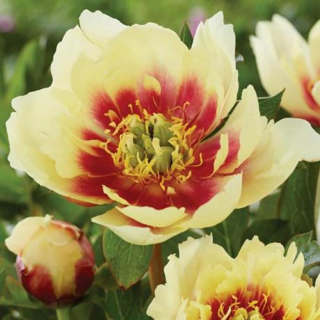 'Yellow Dream' Itoh Peonia, radice nuda