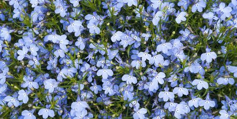 piante da aiuola, fiore cardinale blu lobelia cardinalis