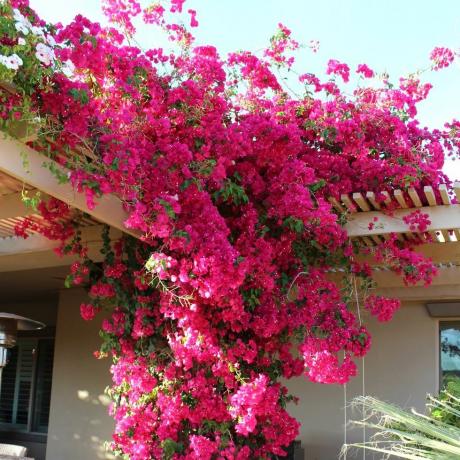 Bougainvillea rosa-gelsomino sudamericano 100 semi