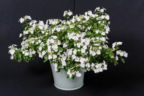 Hydrangea Runaway Bride Biancaneve è stata incoronata la pianta dell'anno del Chelsea Flower Show per il 2018