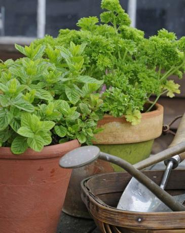 Vasi in terracotta con erbe di menta (Mentha) e foglie di prezzemolo (Petroselinum crispum)