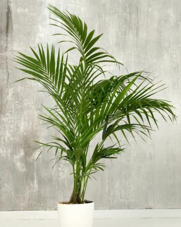 kentia palm howea forsteriana