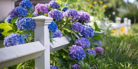 A proposito di ortensie