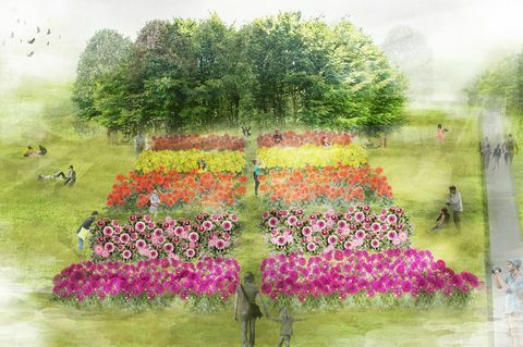 Illustrazione della dalia per RHS Flower Show Tatton Park 2019