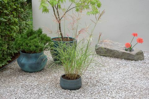 chelsea flower show 2021 giardini container