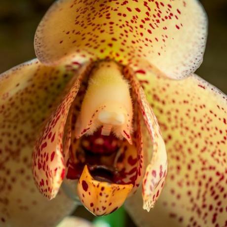 Il pianeta verde di David Attenborough in cinque parti della serie di piante su BBC One un fiore di orchidea acinetia hrubyana