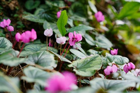 piante di confine, piante di confine del giardino, pianta di confine di febbraio ﻿ciclamino resistente