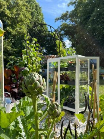 she grows veg get up and grow commestible garden, allotment zone hampton court palace garden festival 2021