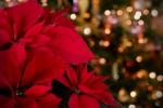 Suggerimenti per la cura della stella di Natale: 9 regole d'oro per una pianta di stella di Natale