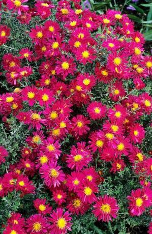 aster winston s churchill, michaelmas daisy, aster