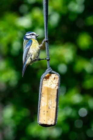 Fauna selvatica urbana con una cinciarella (cyanistes caeruleus) appollaiata e alimentata da una mangiatoia per uccelli di sugna da giardino