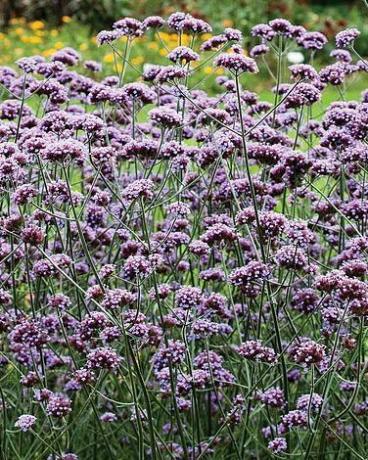 Verbena bonariense