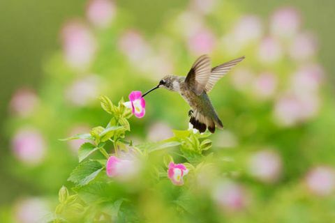 il colibrì gola rubino archilochus colubris è una specie di colibrì che generalmente trascorre l'inverno in america centrale e migra nell'est del nord est per l'estate per riprodursi è di gran lunga il colibrì più comune visto ad est del fiume Mississippi a nord America