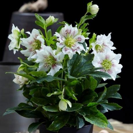 Helleborus orientalis Pianta Hello Pearl