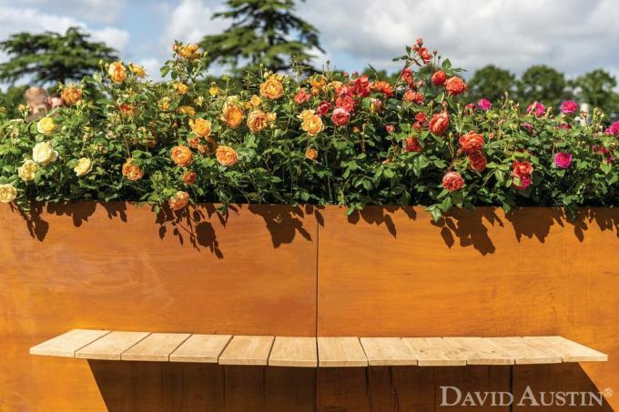 david austin, installazione arcobaleno di rose, rhs hampton court palace flower show, luglio 2021