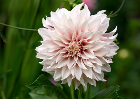 Dahlia "cafe au lait" pianta che cresce nel giardino estivo del cottage cottage