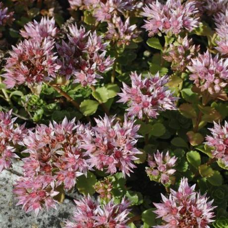 Telephium di Sedum per tutta la durata del fiore rosa porpora