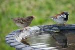 3 modi per aiutare Garden Birds questo inverno