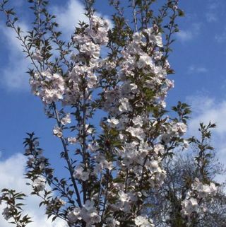 Albero in fiore di ciliegio 'Sunset Boulevard'