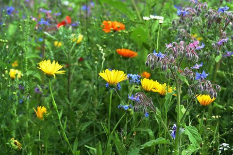 Fiordaliso, borragine, papavero, calendula e altri fiori selvatici in estate prato