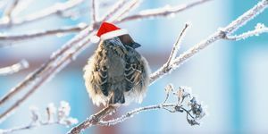 divertente passero birichino in un cappello rosso festivo seduto sui rami coperti di bianco soffice gelo nel parco di Natale