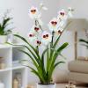 Le vendite di orchidee aumentano presso Waitrose & Partners
