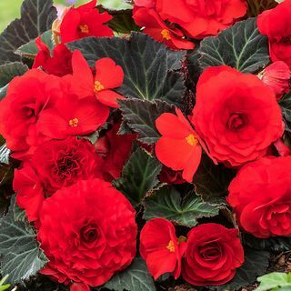 Begonia Mocca Red Summer Pianta da aiuola 17 cm, confezione da 2