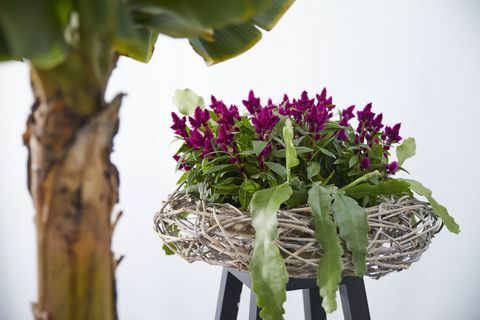 Celosia, pianta da fiore viola scuro, Cock's Comb