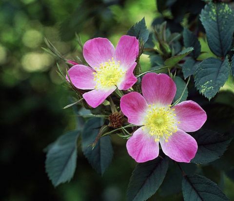 Rosa glauca color magenta