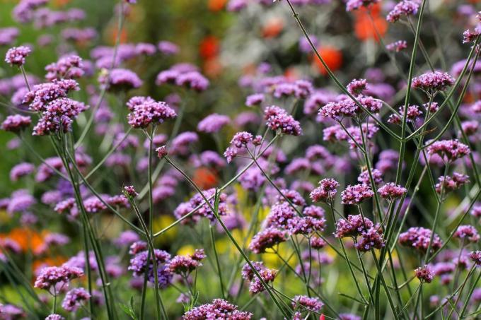 verbena bonariensis pianta da giardino, ideale per contenitori