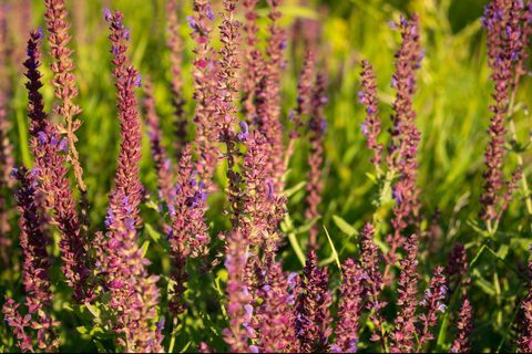 campo di fiori viola freschi, salvia comune, salvia culinaria, salvia officinalis campo di fiori viola freschi, salvia comune, sfondo di salvia del prato estivo, salvia officinalis, pianta di confine