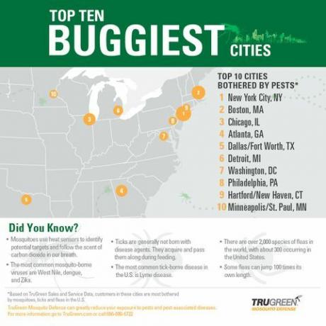 trugreen infograpic 10 città più piene di bug