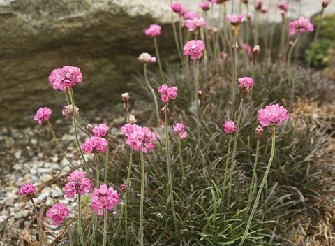 rock-giardino-fiori