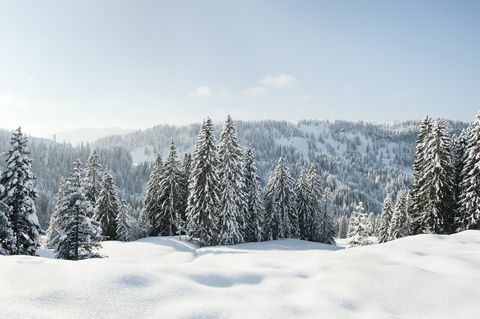 Paesaggio innevato e sempreverdi in Germania