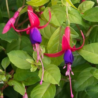 Fucsia 'Genii'